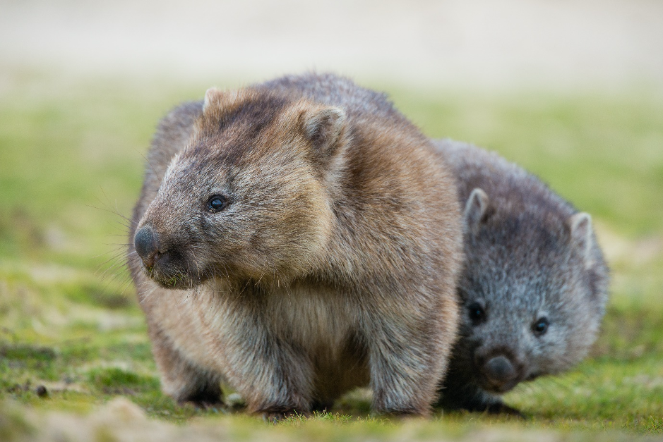 Native Australian animals - Tasmanian Land Conservancy | Paddy Pallin Native Australian animals - Tasmanian Land Conservancy | Paddy Pallin